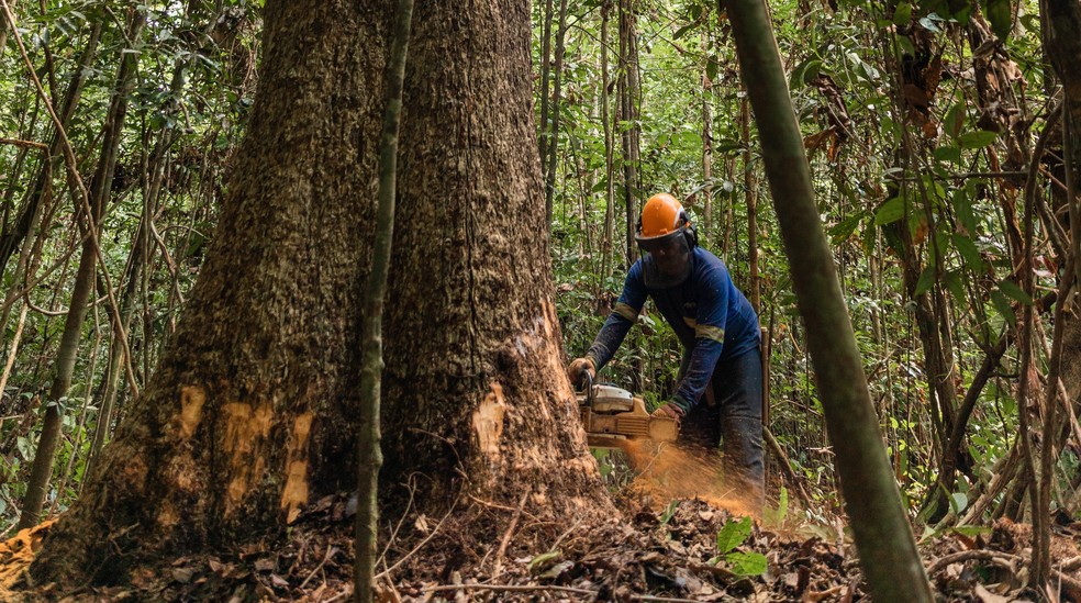 Manejo florestal sustentável na Floresta Nacional do Tapajós — Foto: Asimas/Divulgação