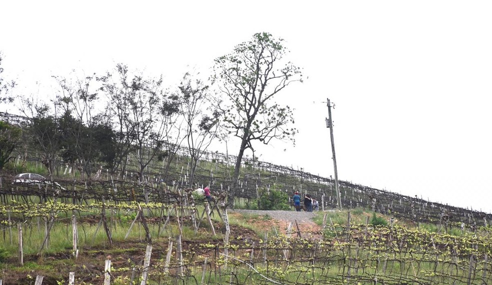 Crime aconteceu na Linha Pederneira Alta, em uma propriedade rural. — Foto: Marlove Perin/Arquivo pessoal
