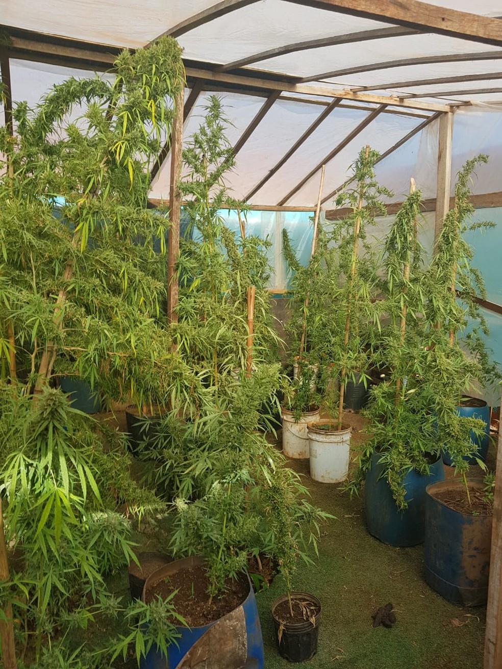Conforme a GM, foram encontrados 58 pÃ©s de maconha prontos para colheita e outras 35 mudas da planta (Foto: Guarda Municipal de Sarandi/DivulgaÃ§Ã£o)