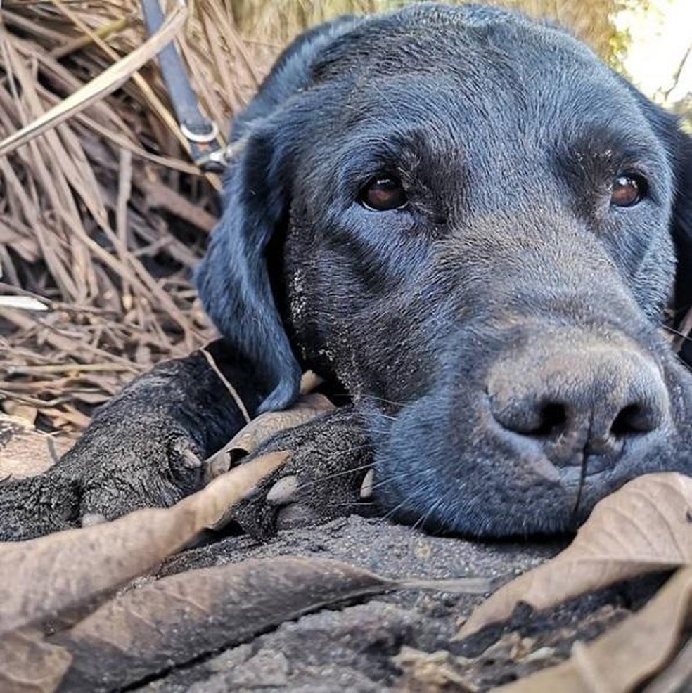 Corpo do cão Barney foi localizado em rio no Sul catarinense — Foto: Corpo de Bombeiros/ Divulgação
