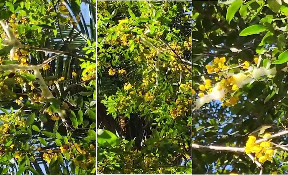 Substância em árvore causa curiosidade nos moradores em povoado de Teresina — Foto: Reprodução video