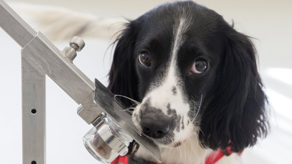 Freya, cachorrinha Springer Spaniel, que foi treinada para sentir o cheiro de malÃ¡ria â€” Foto: Medical Detection Dogs