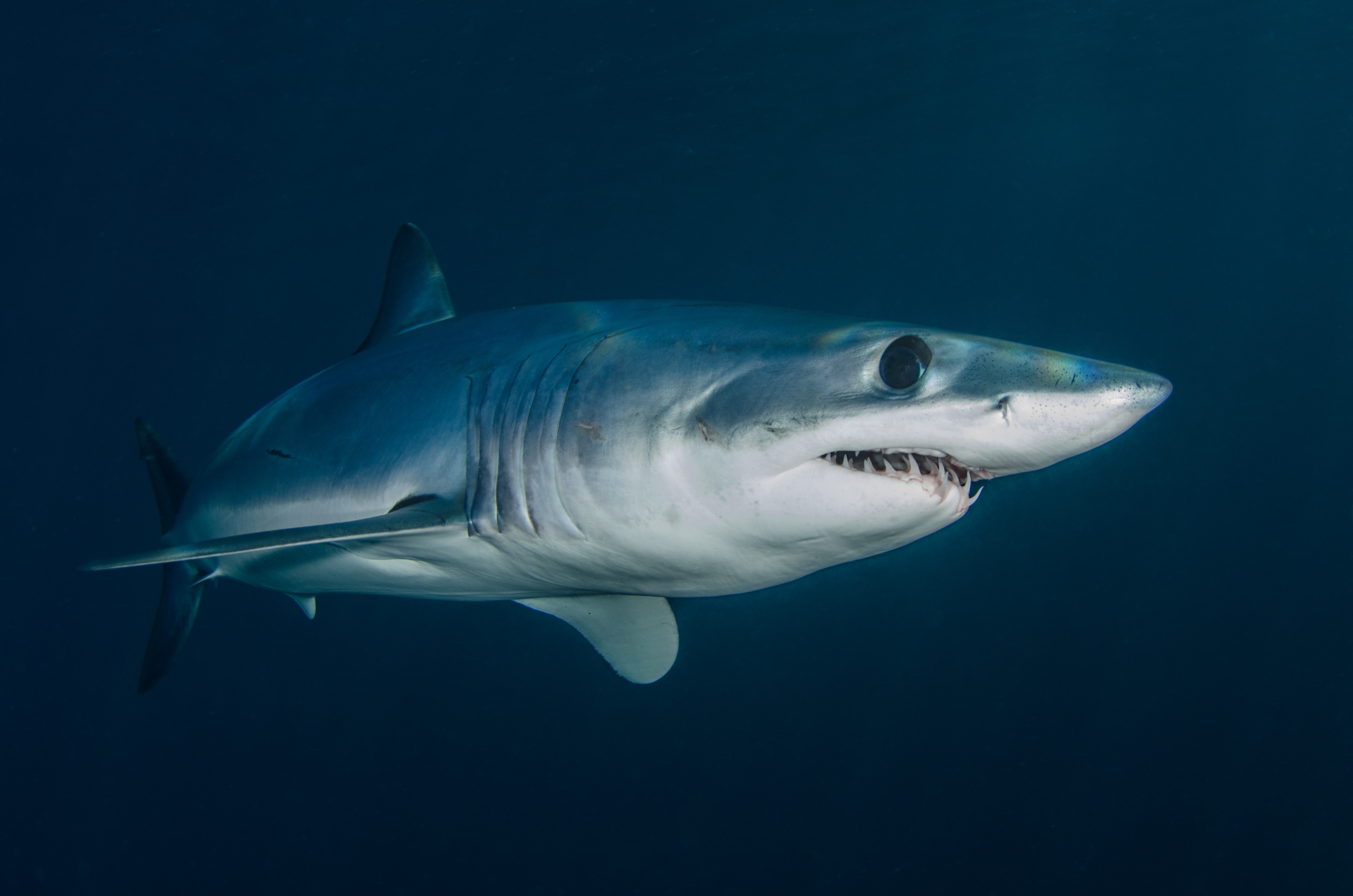 Tubarão – Wikipédia, a enciclopédia livre