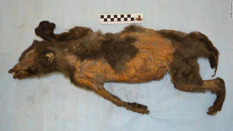 Cachorro com mais de 14 mil anos encontrado na Sibéria (Foto: Reprodução/Twitter)