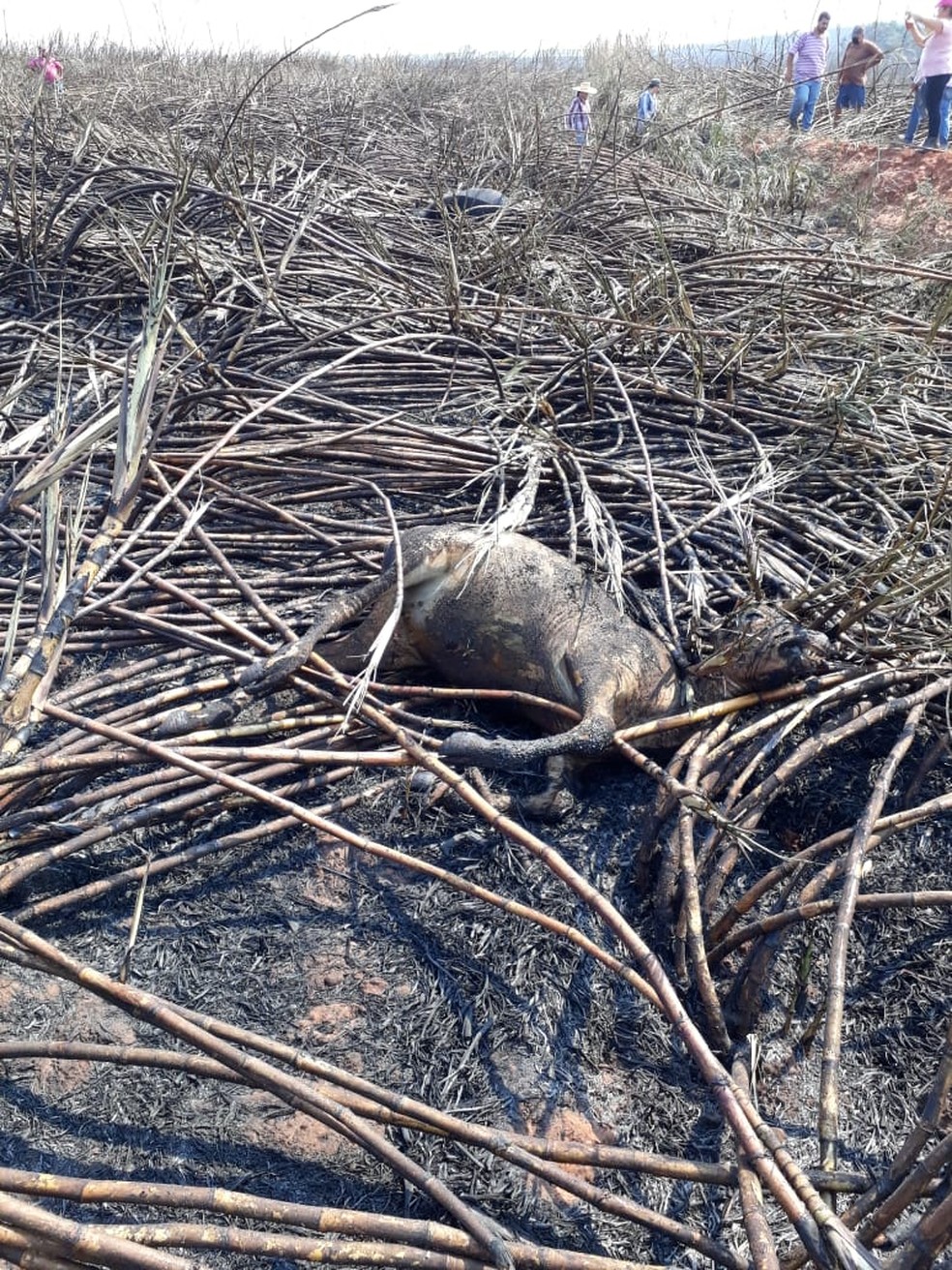Animais morrem carbonizados em incêndio em Dracena — Foto: Irene de Oliveira/Cedida 