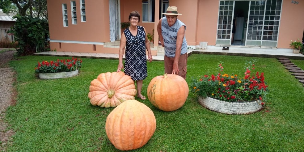 Casal de agricultores posa com as abóboras gigantes que colheram — Foto: Júlia Calegari/Arquivo Pessoal