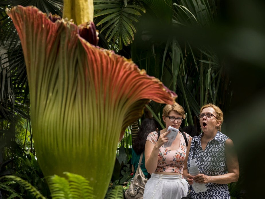 Cheiro 'podre' de flor-cadáver atrai multidões em jardim da Austrália