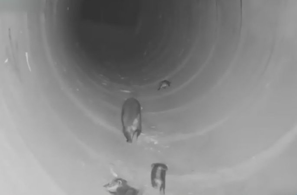 Passagens subterrâneas foram implantadas na região de Assis (Foto: CART / Divulgação)