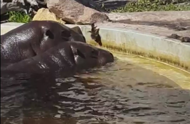 Dois hipopótamos viraram hit na web ao ajudar patinho a sair de piscina (Foto: Reprodução/YouTube/Breshie)