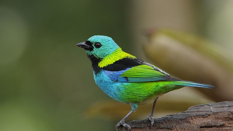 pássaro-saíra-sete-cores (Foto: Renato Augusto Martins/Wikimedia Commons)