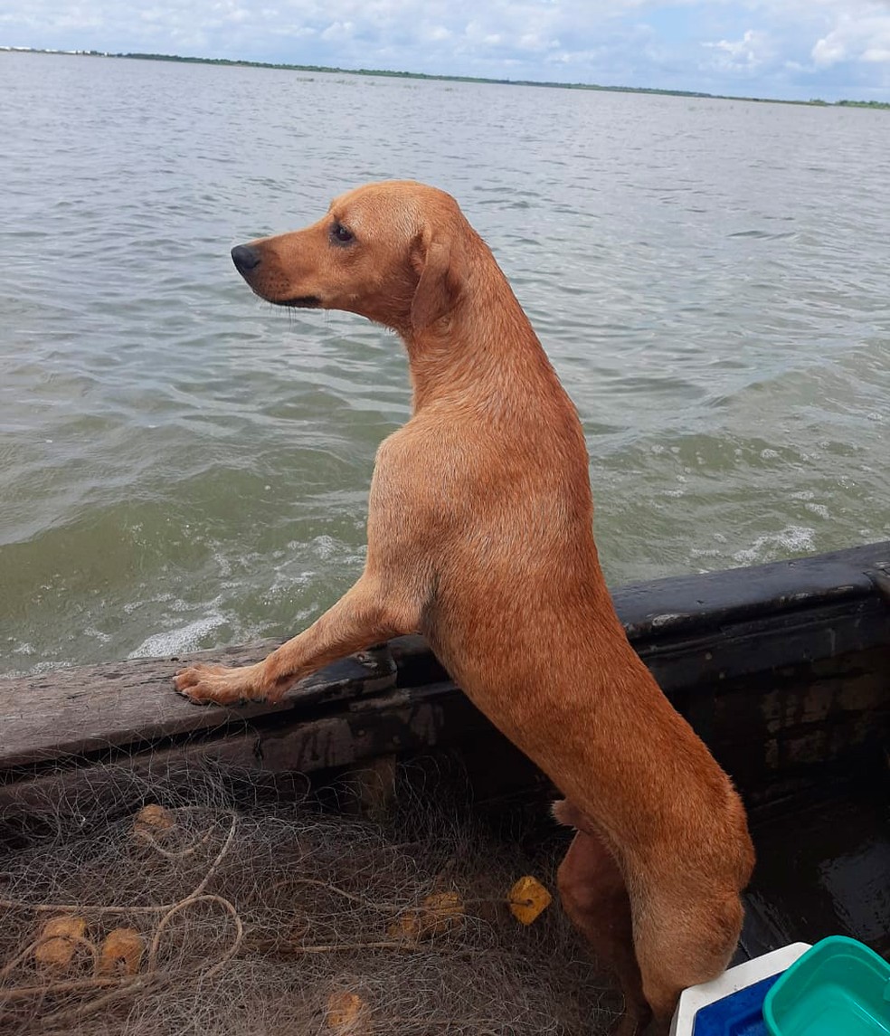 Após ser resgatado, cãozinho Betovem ficou olhando para o horizonte — Foto: Rodrigo Sena