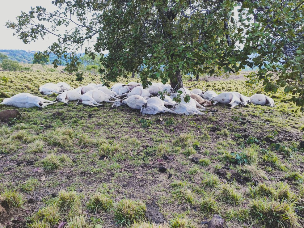 Animais morreram após queda de raio em Colméia — Foto: Divulgação