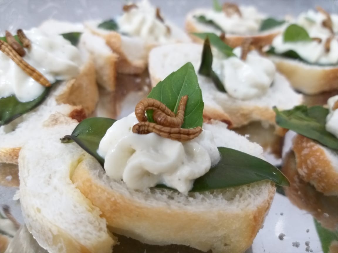  Bruschetta com besouro na fase jovem (Foto: Victor Casé)