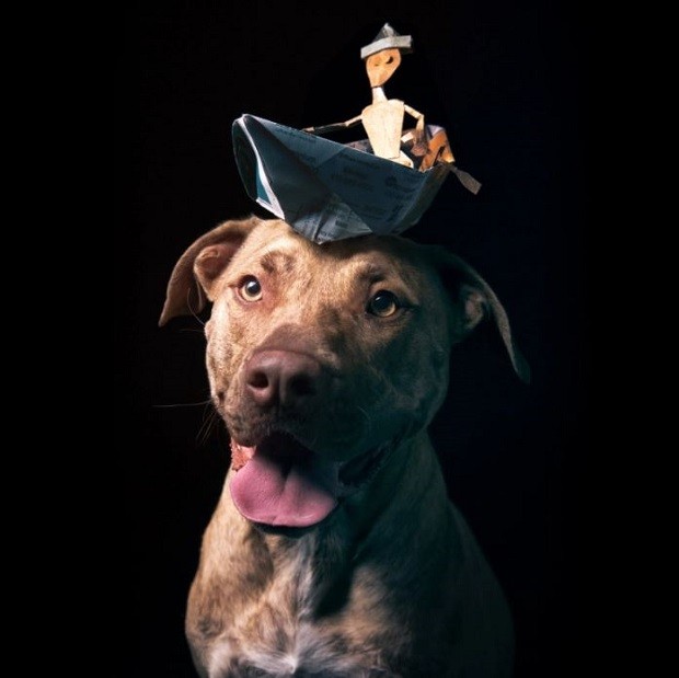 O projeto Paper Hats registra cães abandonados para conscientizar as pessoas (Foto: Reprodução/J.B. Shepard)