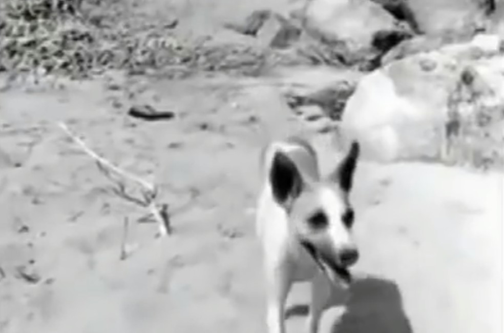 Cachorro Baleia Vidas Secas - NAZAEDU