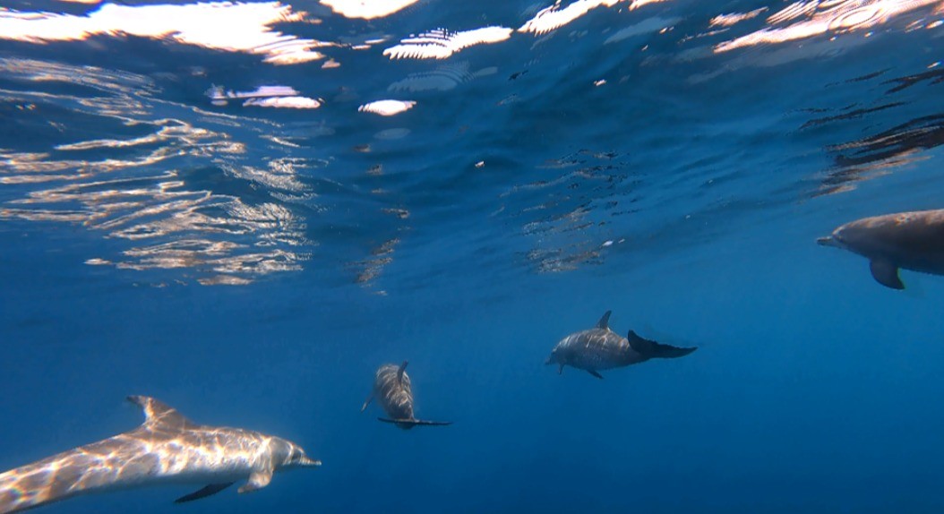 TG fica frente a frente com golfinhos em Ilhabela (SP)