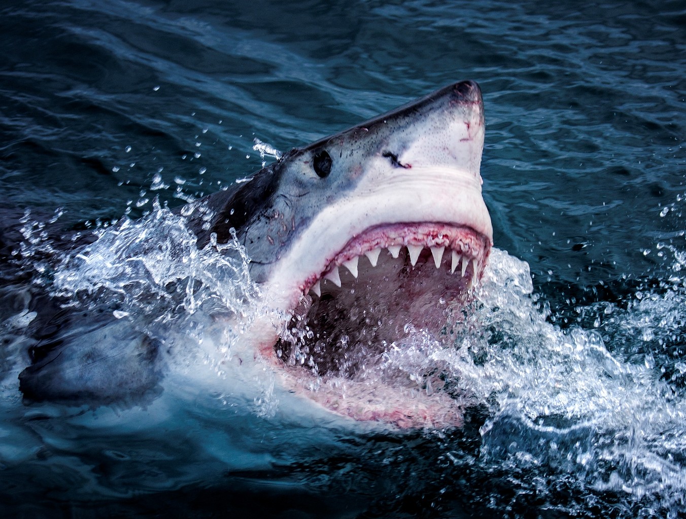Tubarão-branco na série 'Shark' (Foto: Divulgação/BBC - Morné Hardenberg)