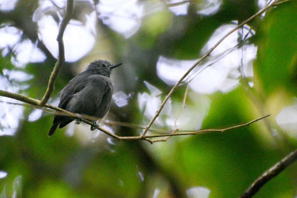 Choquinha-de-alagoas, da espécie Myrmotherula snowi — Foto: Ascom/IMA