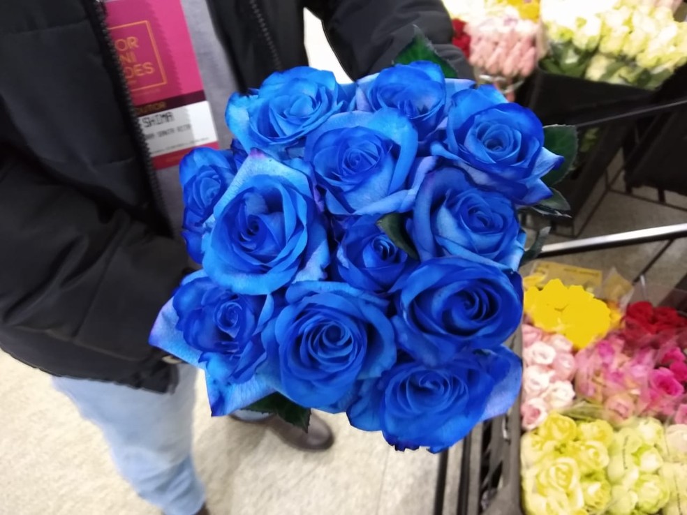 Rosas azuis produzidas no Campo das Vertentes ganham o mercado brasileiro |  Zona da Mata | G1