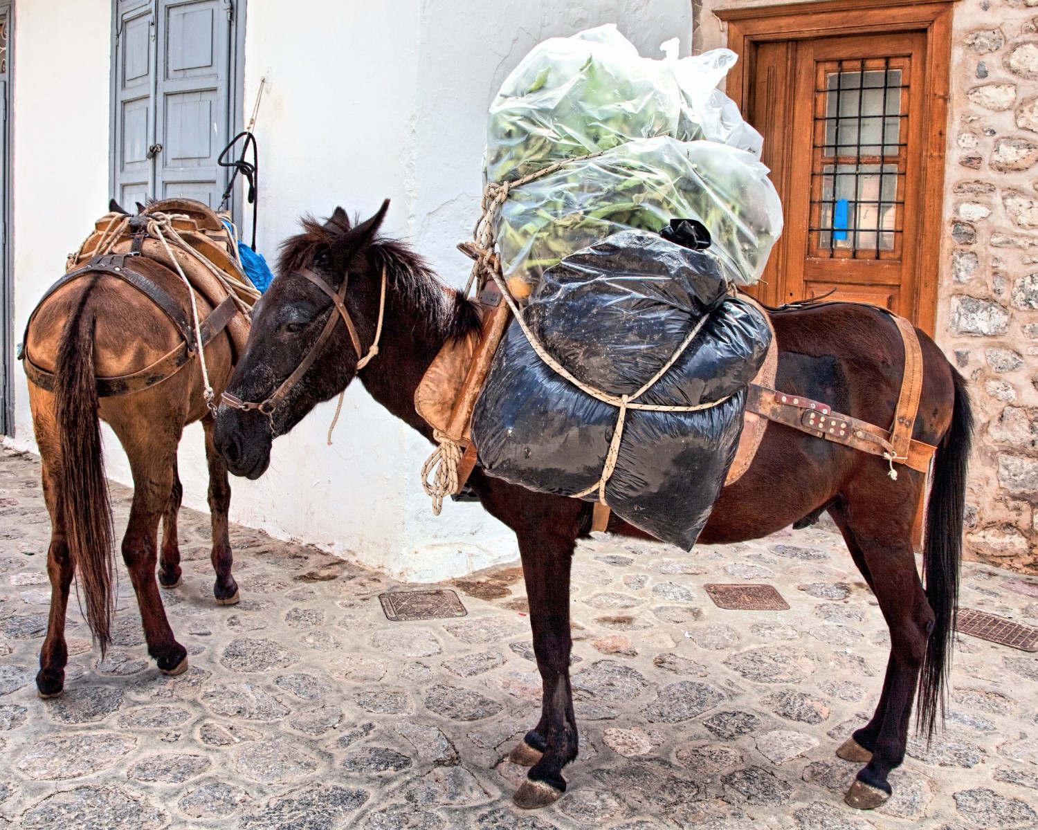 Os animais não podem ser submetidos a trabalhos que exijam esforço físico maior do que eles possam oferecer, como é o caso dos cavalos de carga (Foto: Canva/Creative Commons)