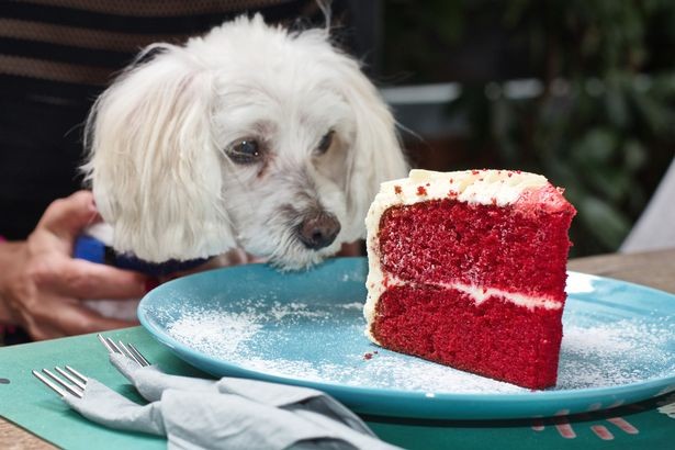Cachorro comeu bolo feita pela menina (Foto: Reprodução/The Mirror)