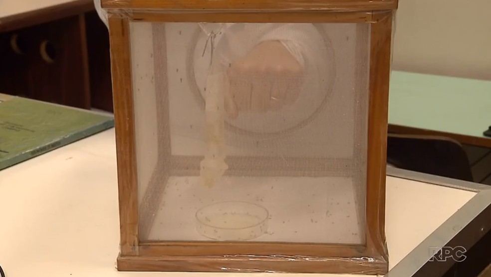 Teste foi feito com mosquitos estéreis, criados em laboratório e que não estão contaminados — Foto: Reprodução/RPC