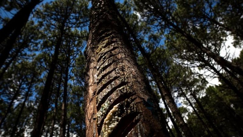 Alguns jovens começaram a regressar devido ao novo interesse pela resina de pinheiro (Foto: SUSANA GIRÓN via BBC News)