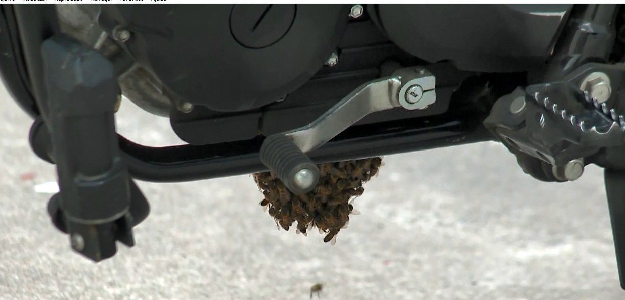 Enxame de abelhas se instala em moto e bombeiros são acionados em Vitória