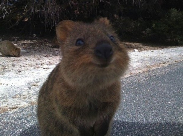 Conheça o marsupial que se parece com um rato e voa igual a um