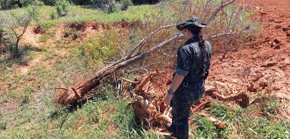Homem é multado pelo corte irregular de árvores em Caiuá — Foto: Polícia Ambiental 