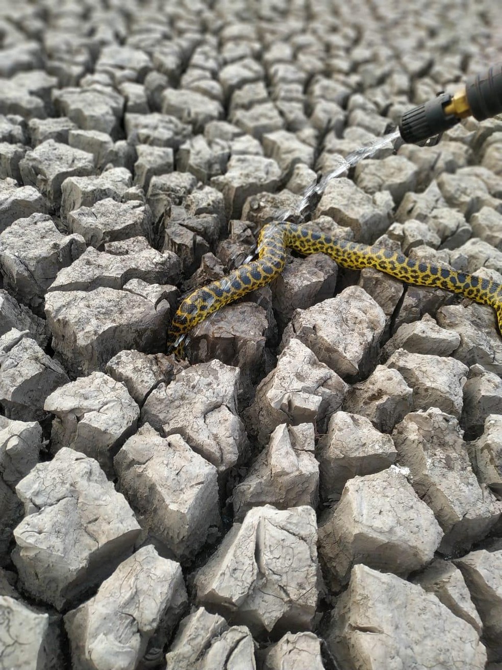 Bombeiros tentam salvar serpente em área devastada pelo fogo, no Pantanal de MS. — Foto: Corpo de Bombeiros/Divulgação