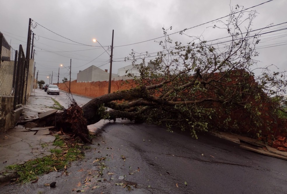 Ventos fortes também derrubaram árvores em Botucatu — Foto: Gabriela Prado/Tv Tem