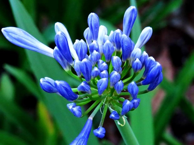 G1 - Agapanto, originário da África do Sul, é reconhecido como a flor do  amor - notícias em Flora