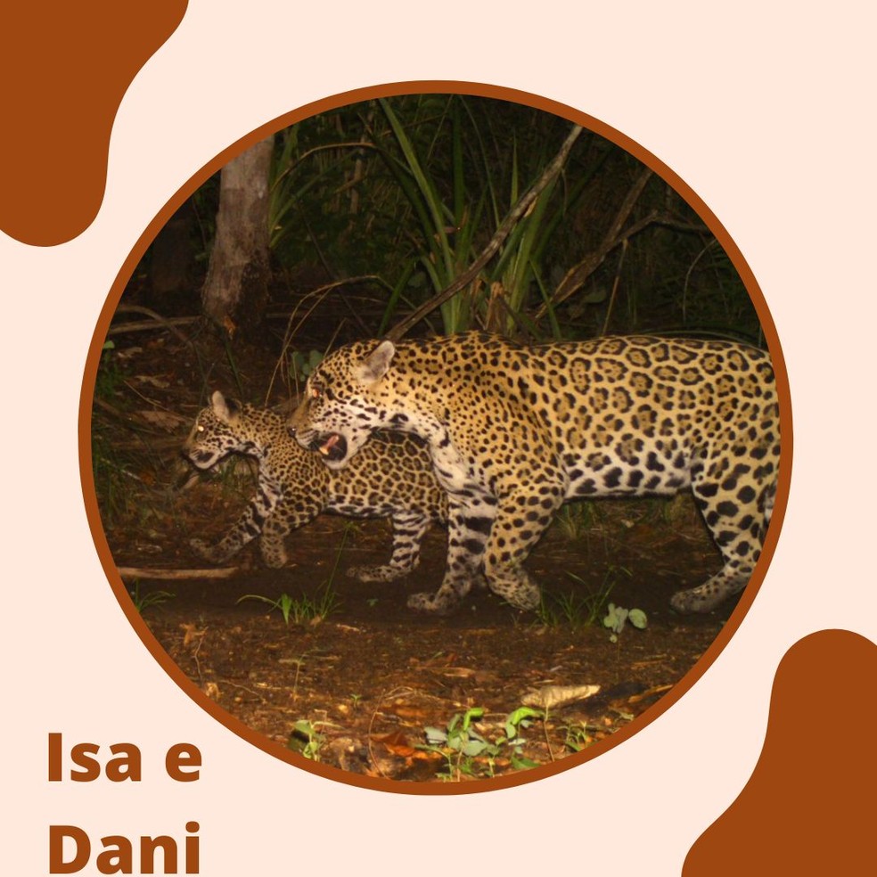 Isa já foi avistada no Pantanal na companhia do filhote Dani. — Foto: Divulgação/IHP