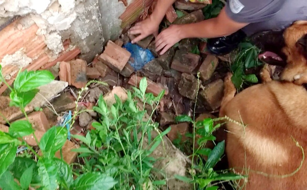 Se não fossem encontradas pelos cães, drogas ainda poderiam estar nas ruas (Foto: Polícia Militar/Cedida)