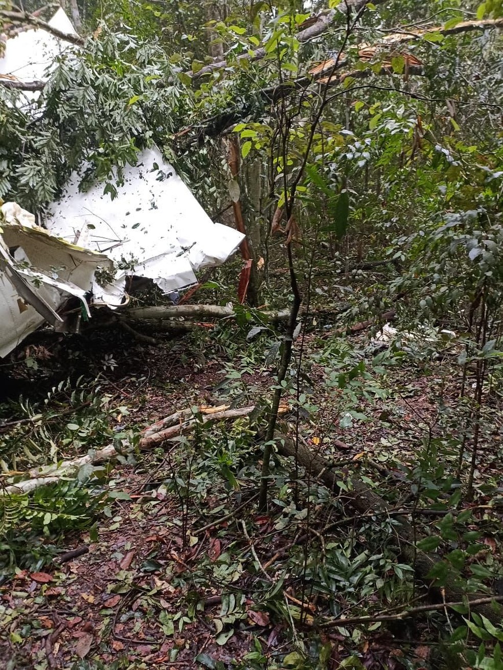 Avião caiu em região de mata em MT — Foto: Divulgação
