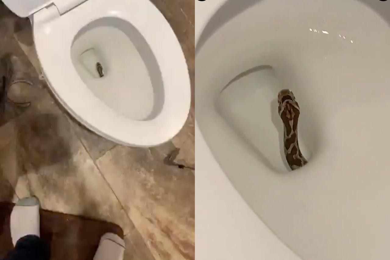 Vídeo mostra cobra surgindo através de uma privada  (Foto: Reprodução/ Twitter)