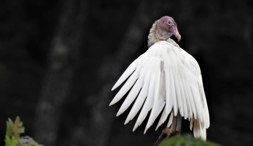 Urubu Albino Rouba A Cena Durante Passarinhada Terra Da Gente G1