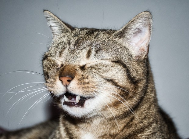 São muitos os fatores que podem levar um gato a ter crises de espirros, entre os mais comuns estão alergias e infecções provocadas por vírus ou bactérias (Foto: Pixabay / Sergio Huainigg / CreativeCommons)