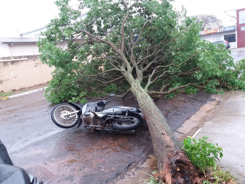 Árvore caiu sobre motocicleta em Adamantina — Foto: Luciana Ribeiro
