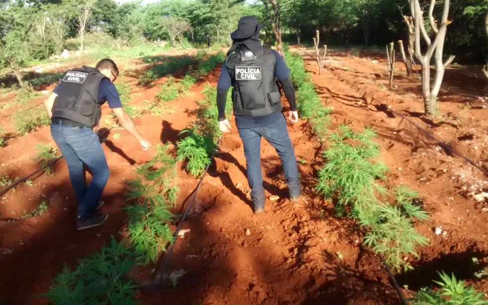 Plantação foi encontrada na localidade de Caldeirãozinho (Foto: Divulgação/Polícia Civil)