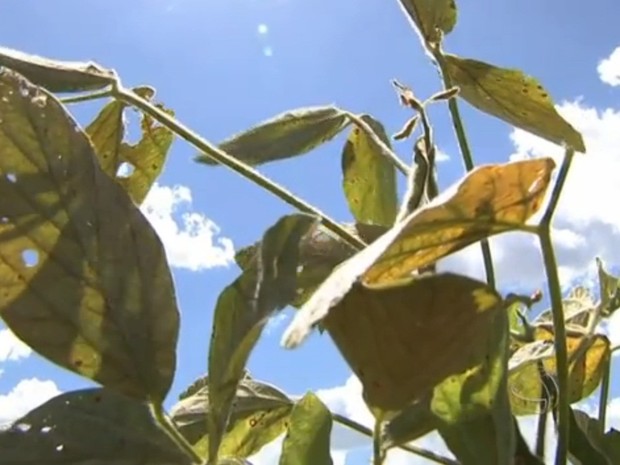 Ferrugem asiática ameaça persistir nas plantações com a soja tiguera (Foto: Reprodução/TVCA)