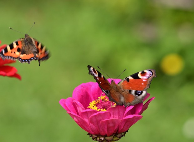 A zinnia é uma flor bem conhecida por atrair borboletas (Foto: Pixabay / Jggrz / CreativeCommons)