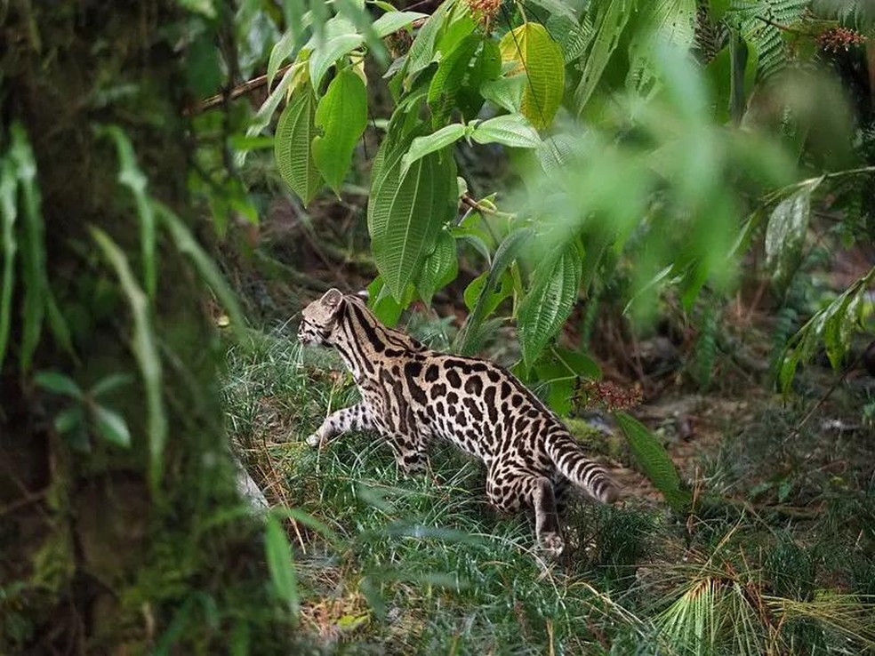 Gato-do-mato - Leopardus tigrinus — Foto: ( Flickr/ David Denicolò/ CreativeCommons)