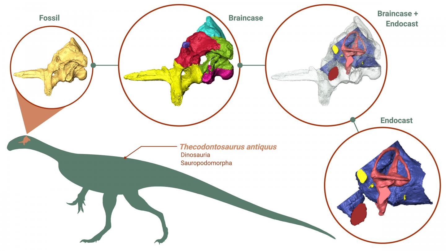 Modelo 3D do cérebro revela hábitos de dinossauro de 200 milhões de anos (Foto: Antonio Ballell with BioRender.com, Thecodontosaurus silhouette from PhyloPic.org)