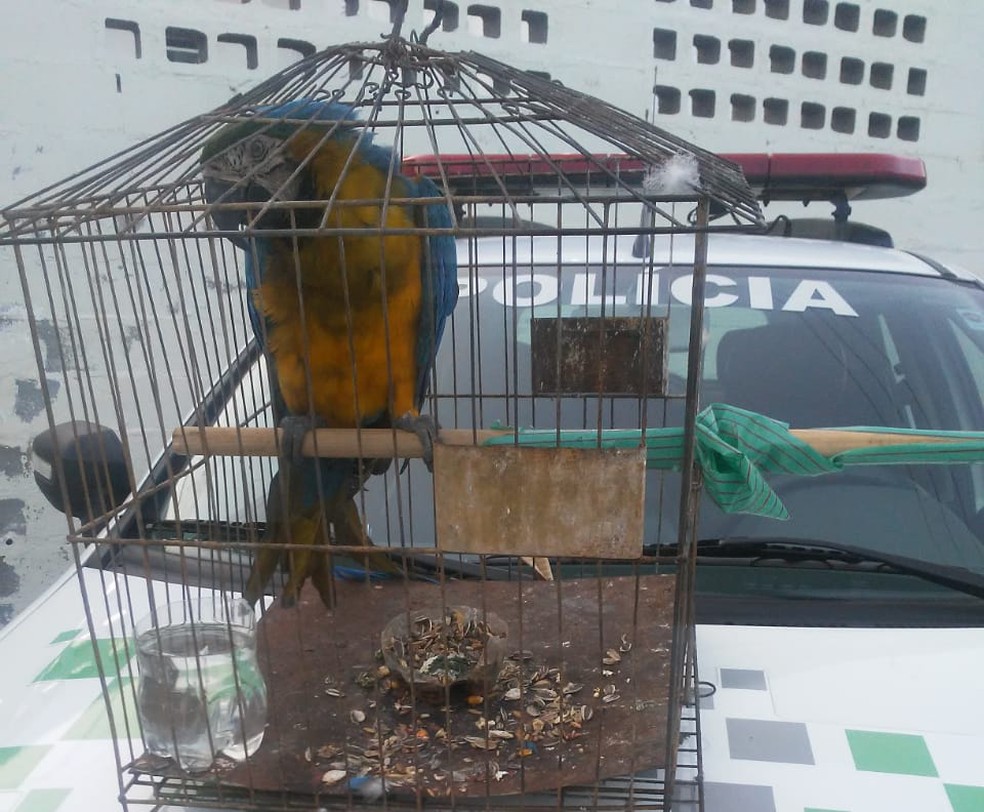 Polícia Militar Ambiental resgatou arara-canindé em Campinas — Foto: Polícia Militar Ambiental