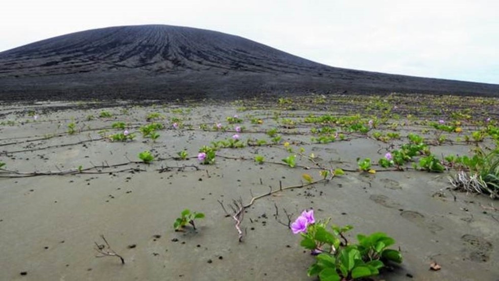 VegetaÃ§Ã£o nascida de sementes espalhadas por aves estÃ¡ colonizando a lama, na nova ilha do PacÃ­fico â Foto: Dan Slayback