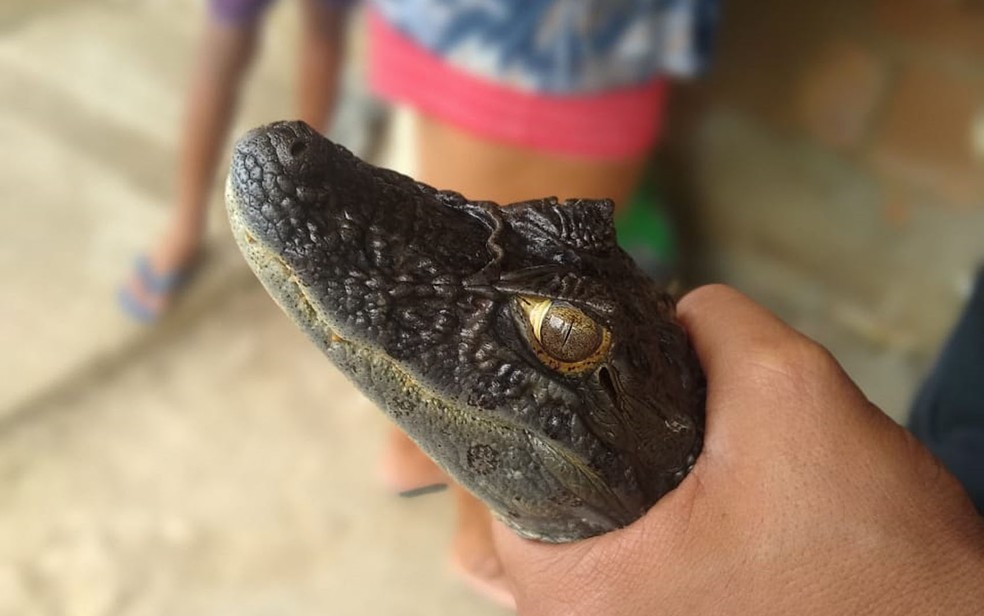 Filhote de jacaré é encontrado em Itamaraju, no sul da Bahia  — Foto: Defesa Civil de Itamaraju / Divulgação