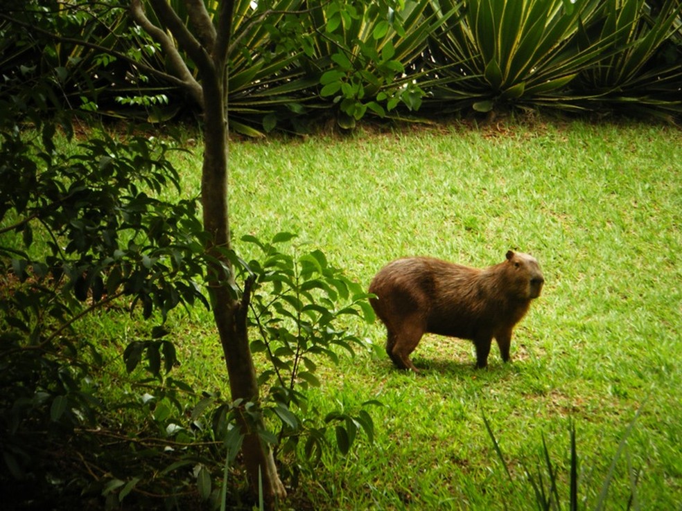 Capivara é hospedeira primária de carrapatos-estrela — Foto: Cynthia da Rocha/Arquivo Pessoal