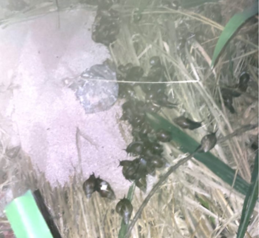 Infestação de caramujos africanos no Bairro Sidil  — Foto: Leonardo Costa/Divulgação